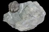 Wide, Partially Enrolled Flexicalymene Trilobite - Ohio #85587-1